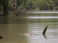 0922-1156 NT Kakadu (9223000)